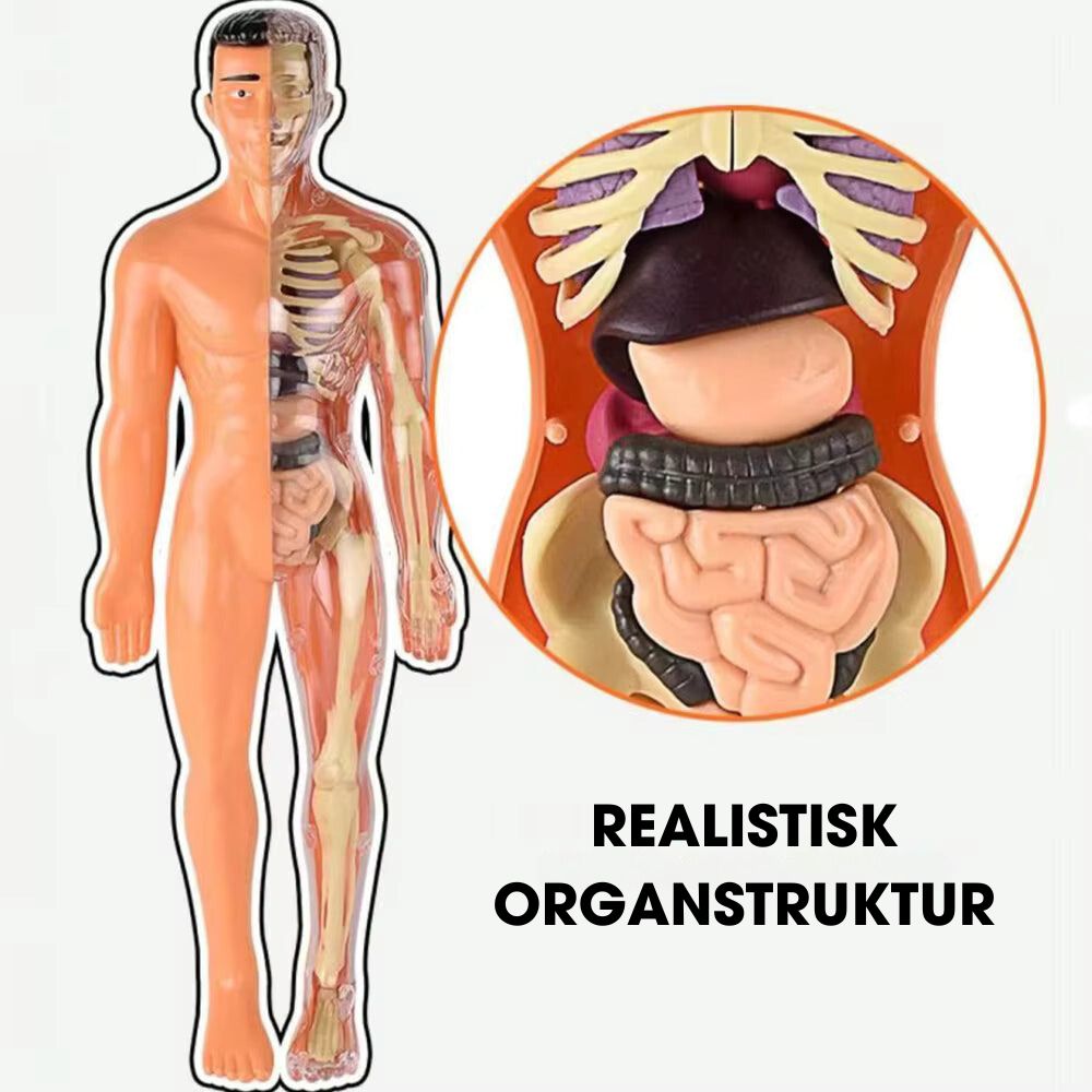 BodyQuest® - Læringsmodel af menneskekroppen til børn