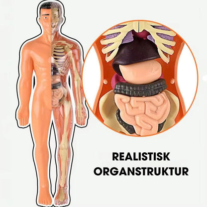 BodyQuest® - Læringsmodel af menneskekroppen til børn