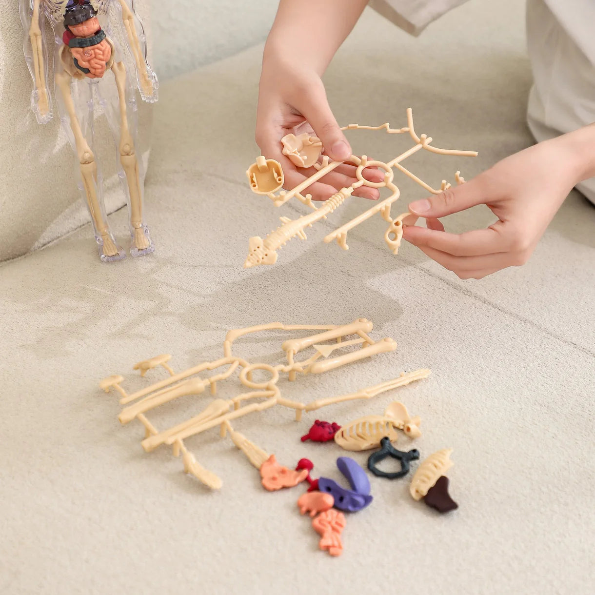 BodyQuest® - Læringsmodel af menneskekroppen til børn